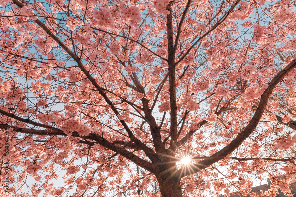 Beautiful spring nature, blooming tree with sun rays. Springtime artistic scene, fantastic nature background Beautiful spring nature, blooming tree with sun rays. Springtime artistic scene, fantastic nature background