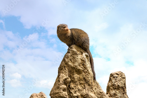 A Dwarf Mongoose sitting on a tall rock observing its environment photo