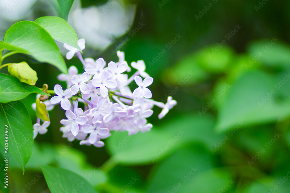 Spring branch of blossoming lilac. Lilac flowers bunch over blurred background. Purple lilac flower with blurred green leaves. Copy space Spring branch of blossoming lilac. Lilac flowers bunch over blurred background. Purple lilac flower with blurred green leaves. Copy space