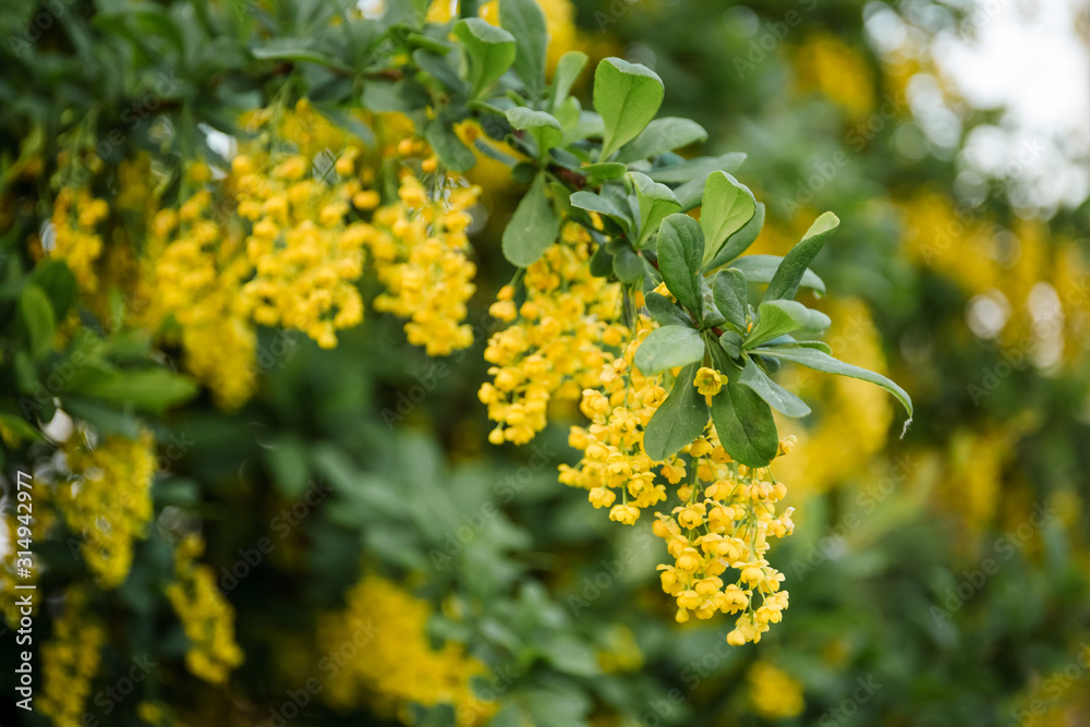 barberry bush blooms abundantly in the spring season with yellow flowers barberry bush blooms abundantly in the spring season with yellow flowers