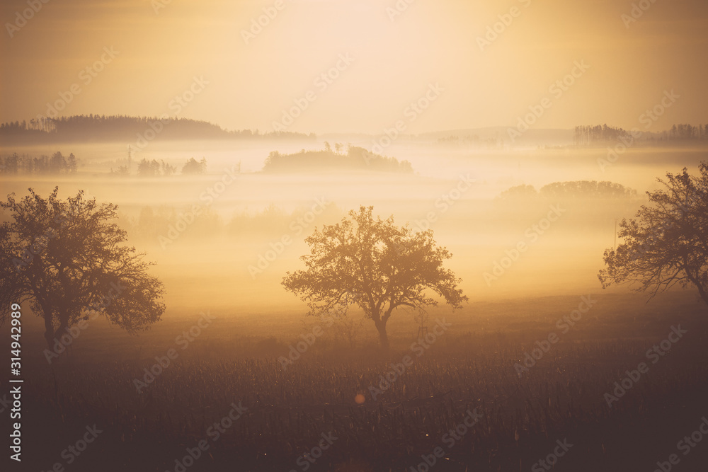 tree in the field at morning dawn flooded with fog