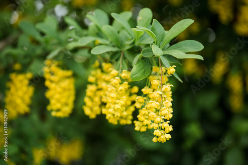 barberry bush blooms abundantly in the spring season with yellow flowers