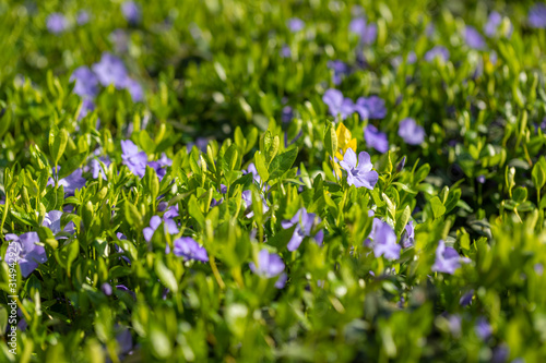 Artistic spring summer nature closeup. Beautiful spring background with campanula bouquet.