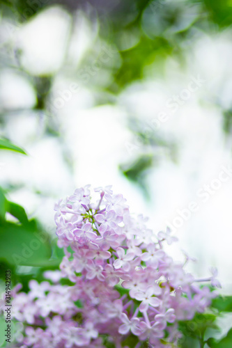 Spring branch of blossoming lilac. Lilac flowers bunch over blurred background. Purple lilac flower with blurred green leaves. Copy space