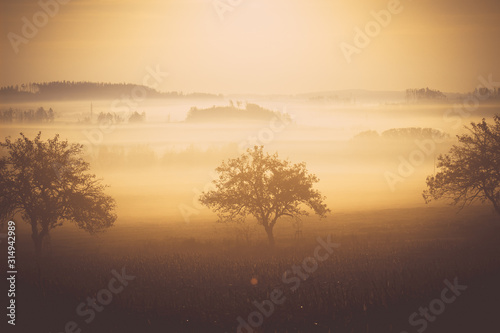 tree in the field at morning dawn flooded with fog