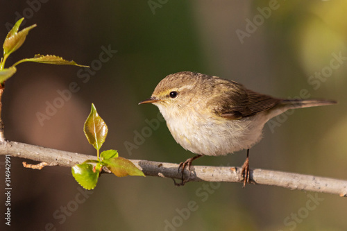 Common chiffchaff sits on a thin branch