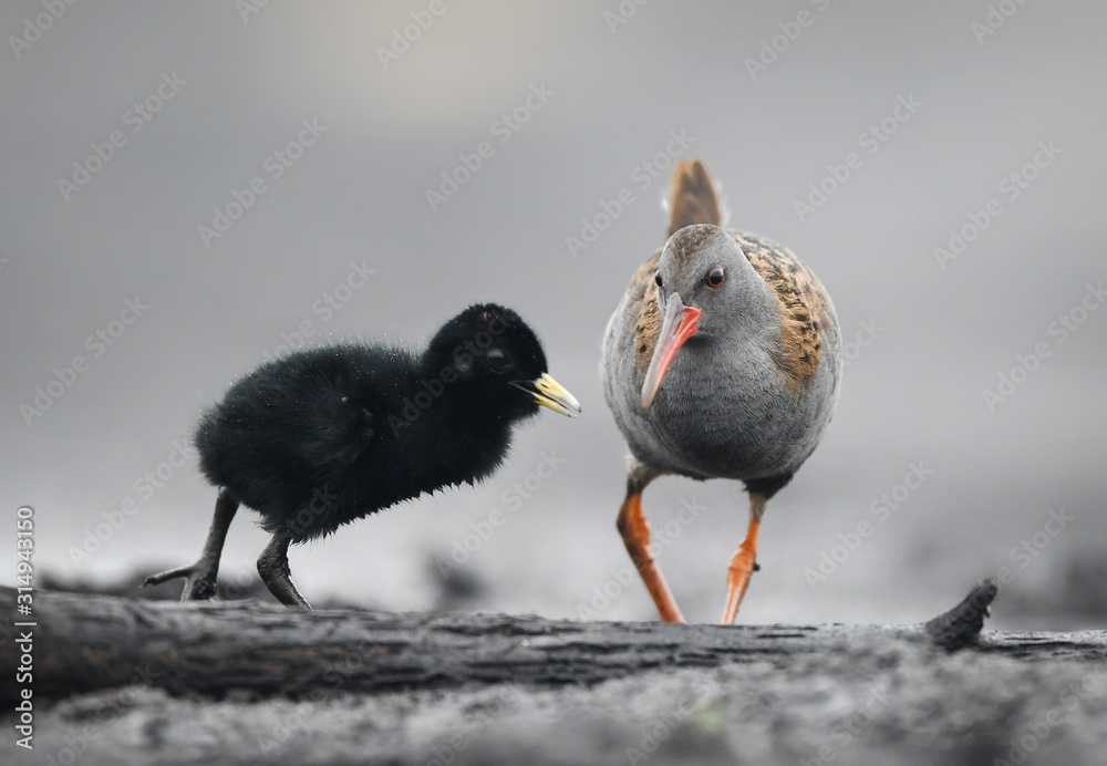 Water Rail (Rallus aquaticus) close up Water Rail (Rallus aquaticus) close up