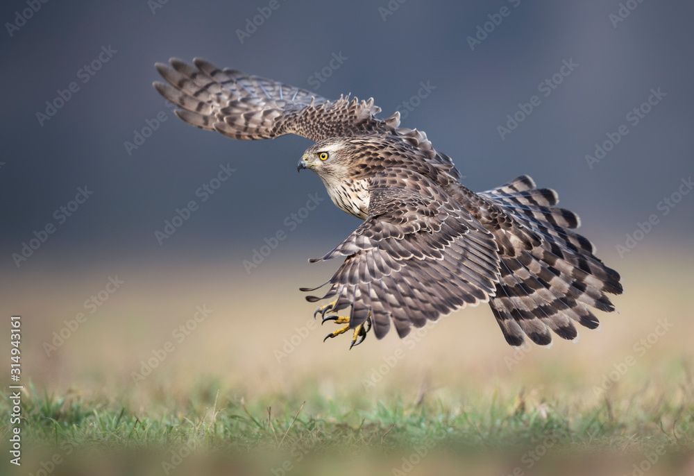 Fototapeta premium Northern goshwak (Accipiter gentilis) close up