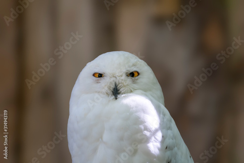 Bird of prey in wild nature