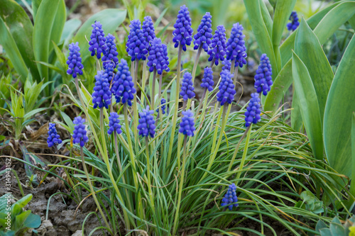 Muscari Armeniacum or grape hyacinths in a garden