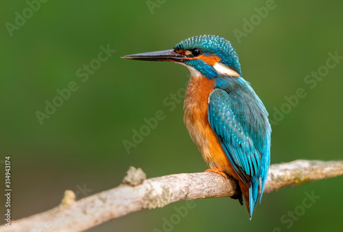 Fotografia, Obraz Kingfisher (Alcedo atthis) close up