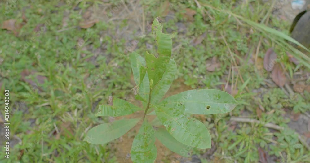 Green Plant with Leaves with Holes Eaten by Insects Green Plant with Leaves with Holes Eaten by Insects