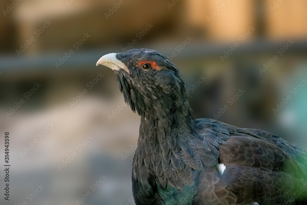 Bird of prey in wild nature