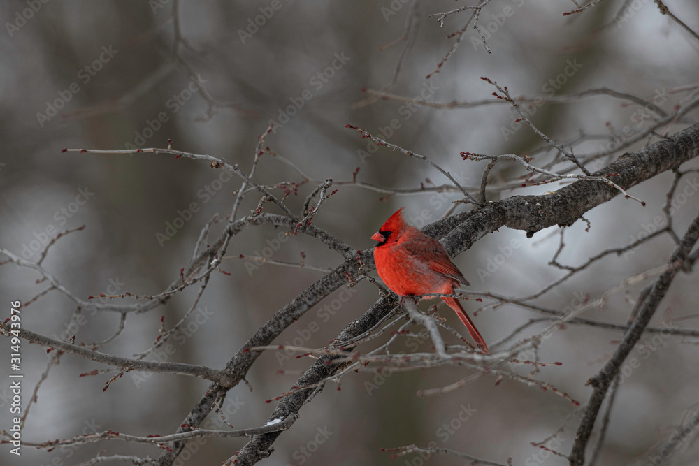 Male Northern Cardinal perched in tree. Male Northern Cardinal perched in tree.