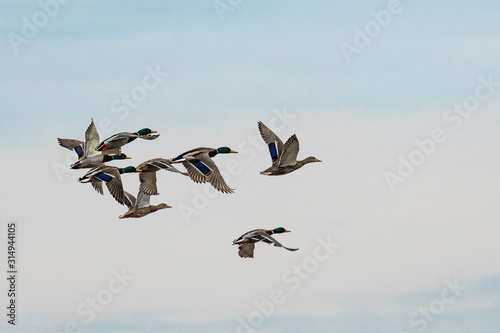 Group of Mallard Ducks flying.
