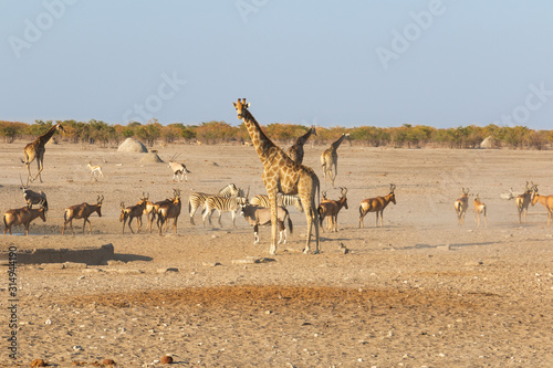 herd of animals in Africa
