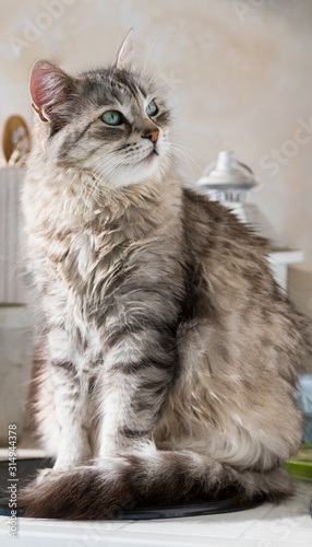 Wonderful silver cat of siberian breed, female gender