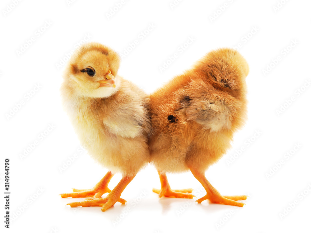 Fototapeta premium Two small chickens.