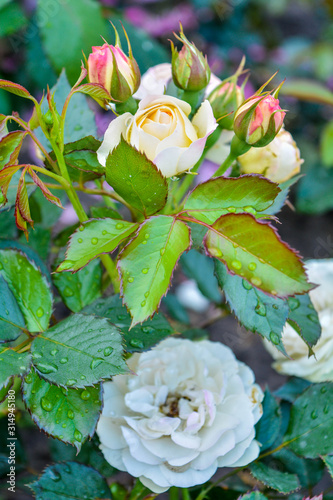 Fotografie White rose flower, buds