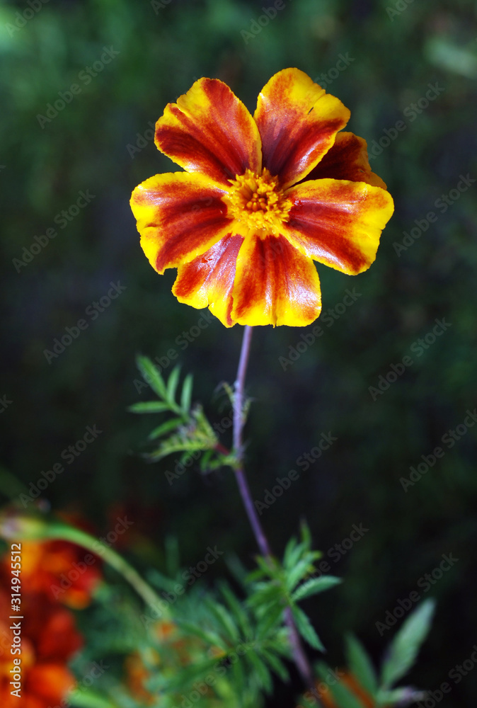 Fototapeta premium flowers in the garden