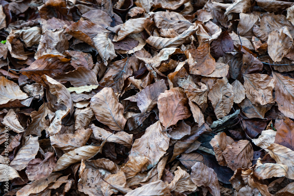 dried leaves dried leaves