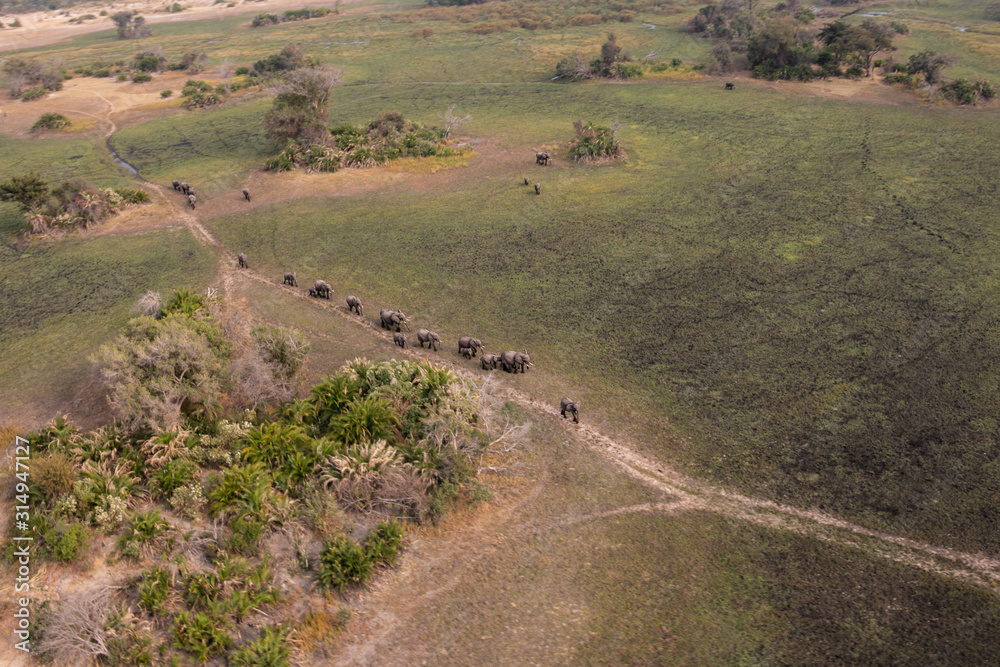 Fototapeta premium herd of elephants