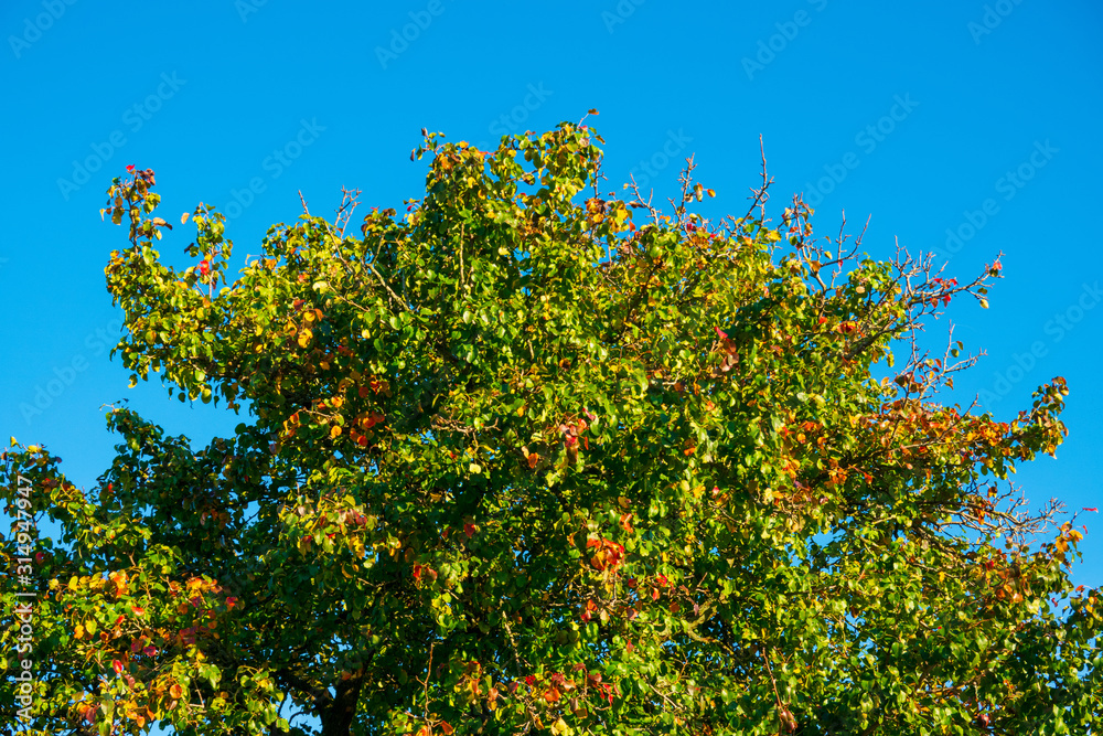 Herbstlicher Baum im Tageslicht