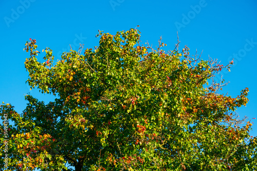 Herbstlicher Baum im Tageslicht