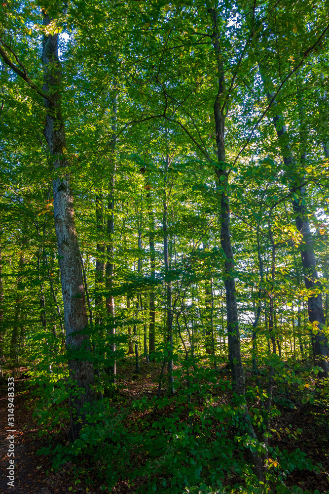 Naklejka premium Bayrischer Wald im Herbst