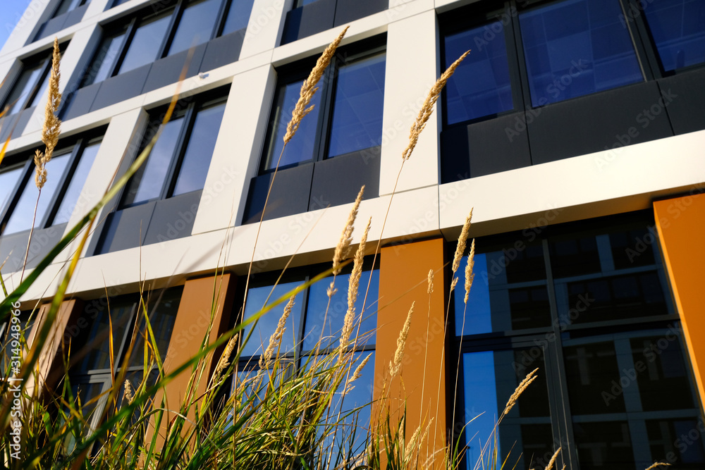 Grass on a background of a new building of contemporary business district.