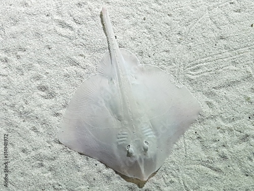 Flat fish