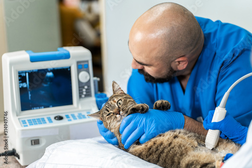 Veterinarians carry through. an ultrasound examination of a domestic cat photo