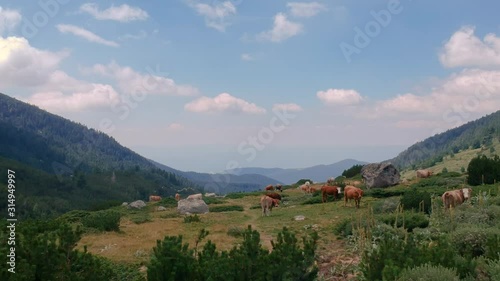 Cows in the mountain dolly shot including scenery around and looking towards the horizon and beyond. Part2 photo