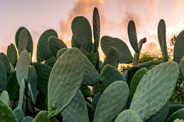 Gordijnen Cactus Texaanse vijgcactus bij zonsondergang  © Zigmunds Kluss