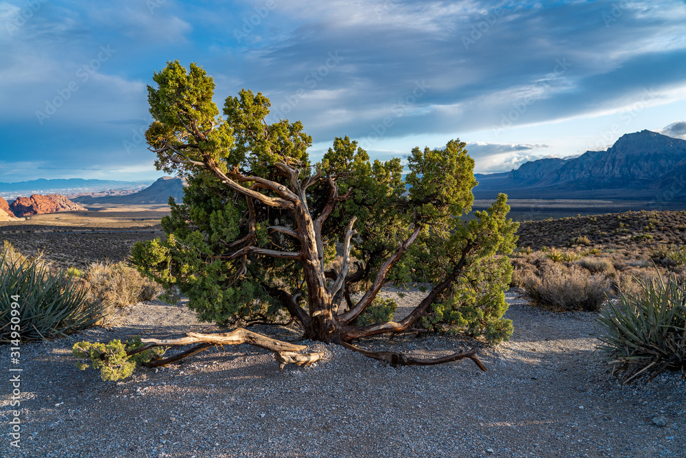 Fototapeta premium Windblown tree