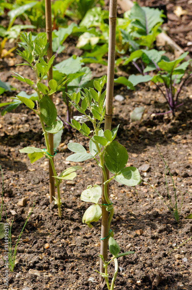 Obraz premium Growing young vegetables in a row