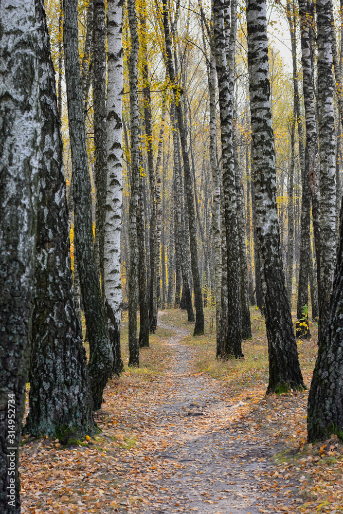 Fototapeta premium Path in the autumn birch forest 