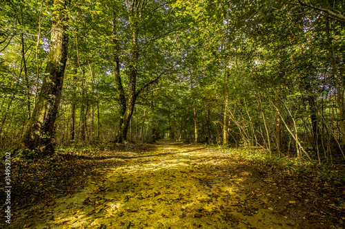 Sentier forestier - Paysage naturel de forêt en France - HDR