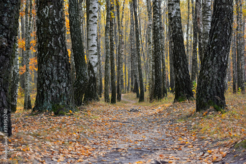 Path in the autumn birch forest 