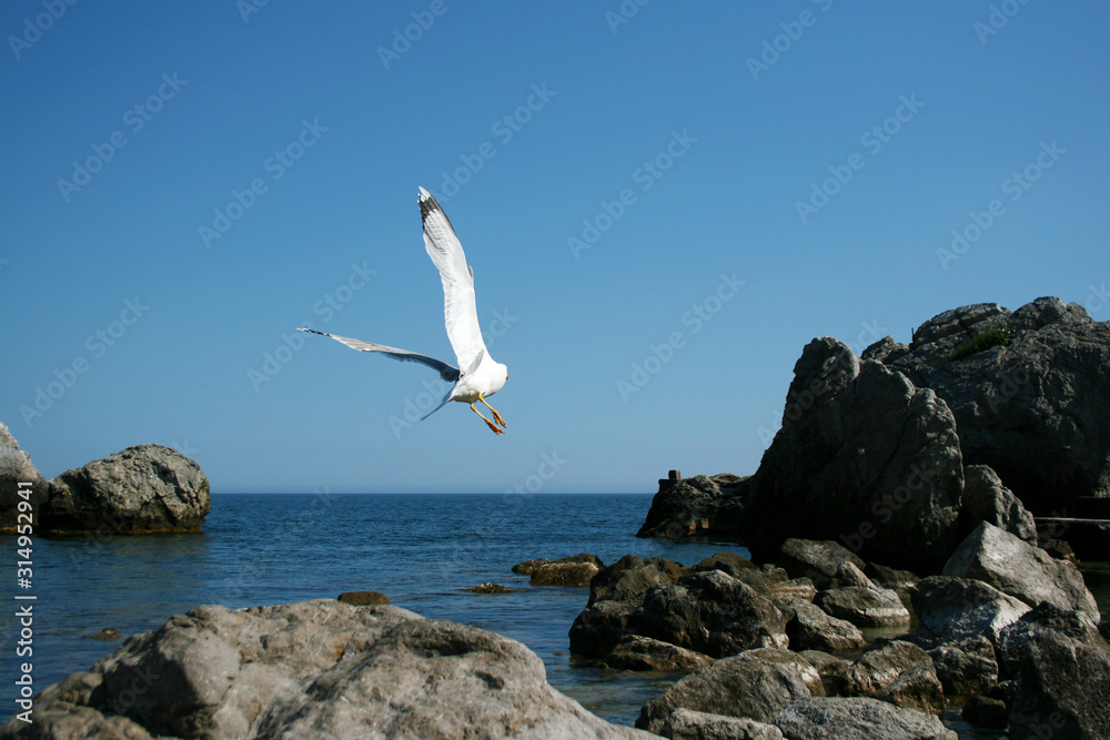 White seagull flies on the rocks of a stone beach of the Black Sea White seagull flies on the rocks of a stone beach of the Black Sea
