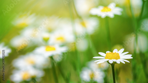 Сhamomile (Matricaria recutita), blooming plants in the spring meadow on a sunny day, closeup with space for text