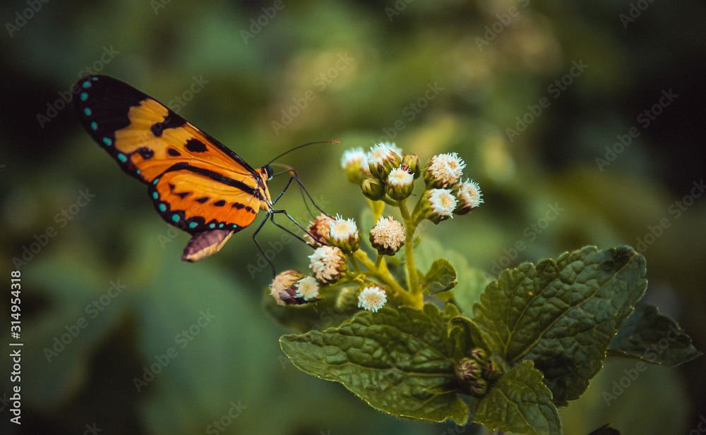 Obraz premium Butterfly on flower.