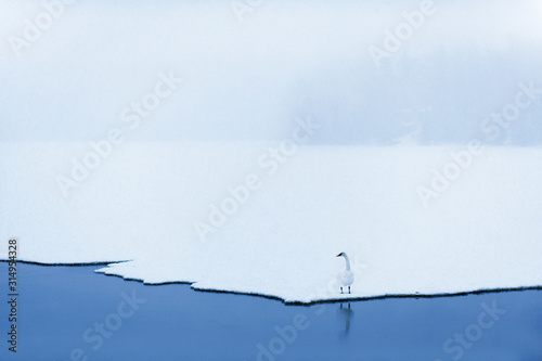 Quadro su tela Trumpeter swan on edge of ice