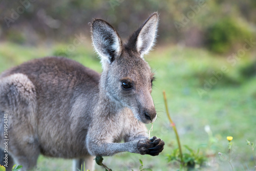Friendly kangaroo, Australia