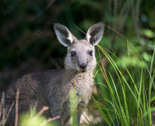Fototapeta Naklejka Na Ścianę i Meble -  Friendly kangaroo, Australia