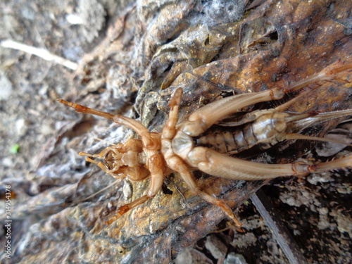 Tarbinskiellus portentosus or Brachytrupes portentosus  big head cricket  large brown cricket  short-tail cricket  gangsir  gasir  in the nature