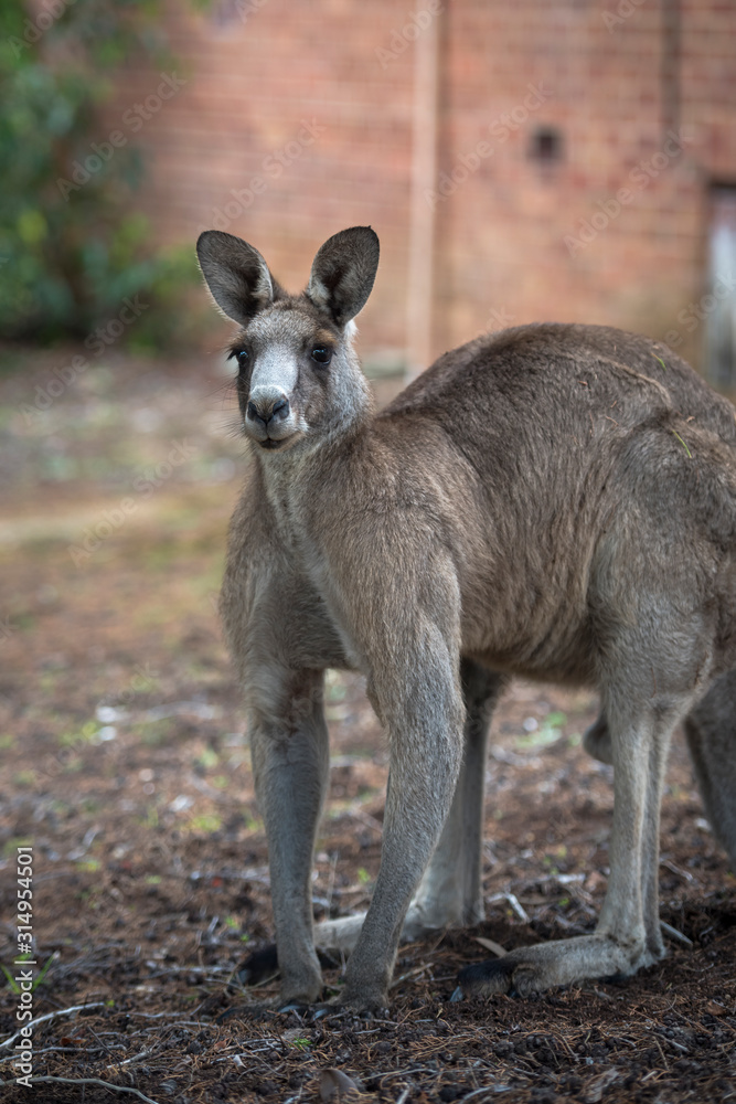 Friendly kangaroo, Australia Friendly kangaroo, Australia