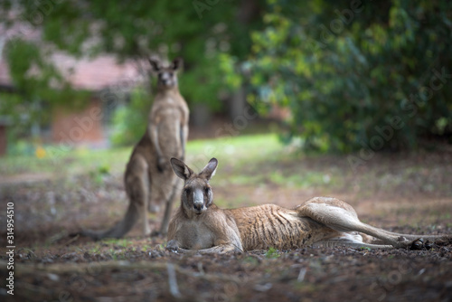Friendly kangaroo, Australia