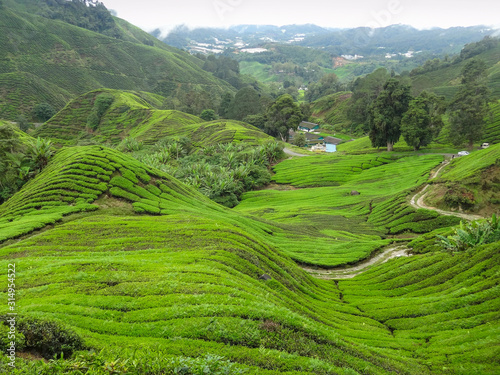 Tea plantation in Malaysia
