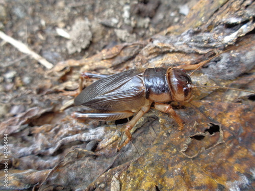 Tarbinskiellus portentosus or Brachytrupes portentosus  big head cricket  large brown cricket  short-tail cricket  gangsir  gasir  in the nature